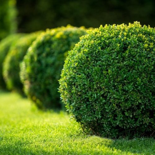 planta-buchinho-1024x683